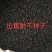 出售2025年新射干种子，手工采收纯新包发芽。