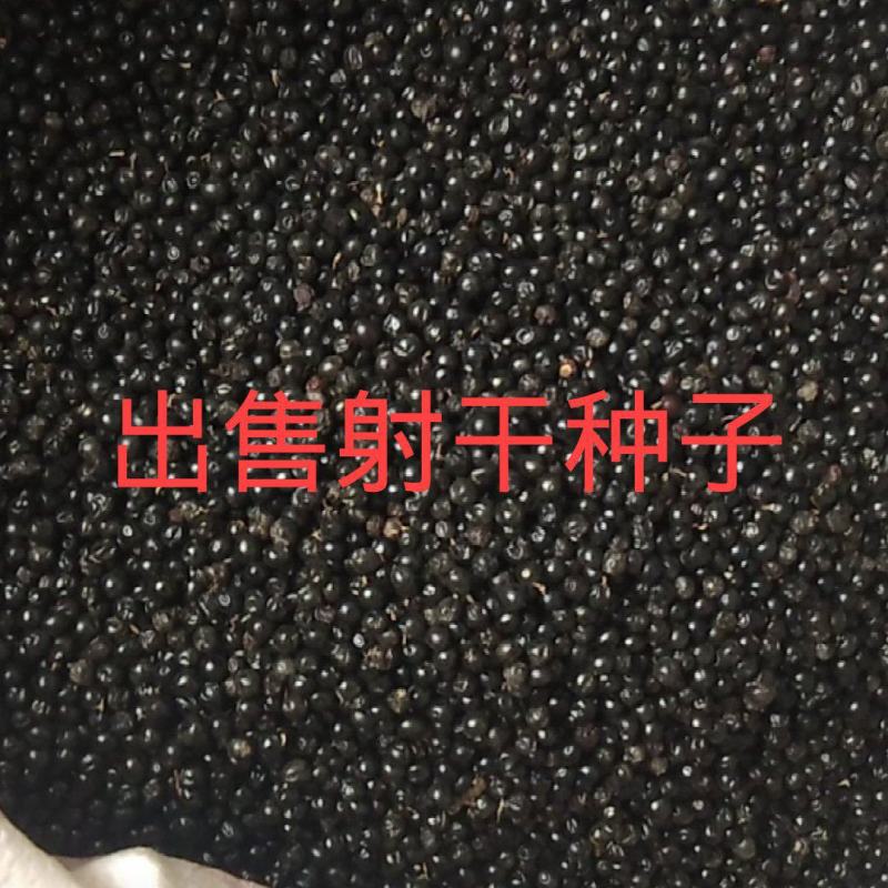 出售2025年新射干种子，手工采收纯新包发芽。
