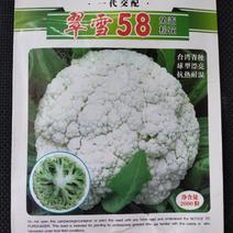 【免盖】翠雪58天耐热免盖松花种子有机花种子耐热抗病免盖