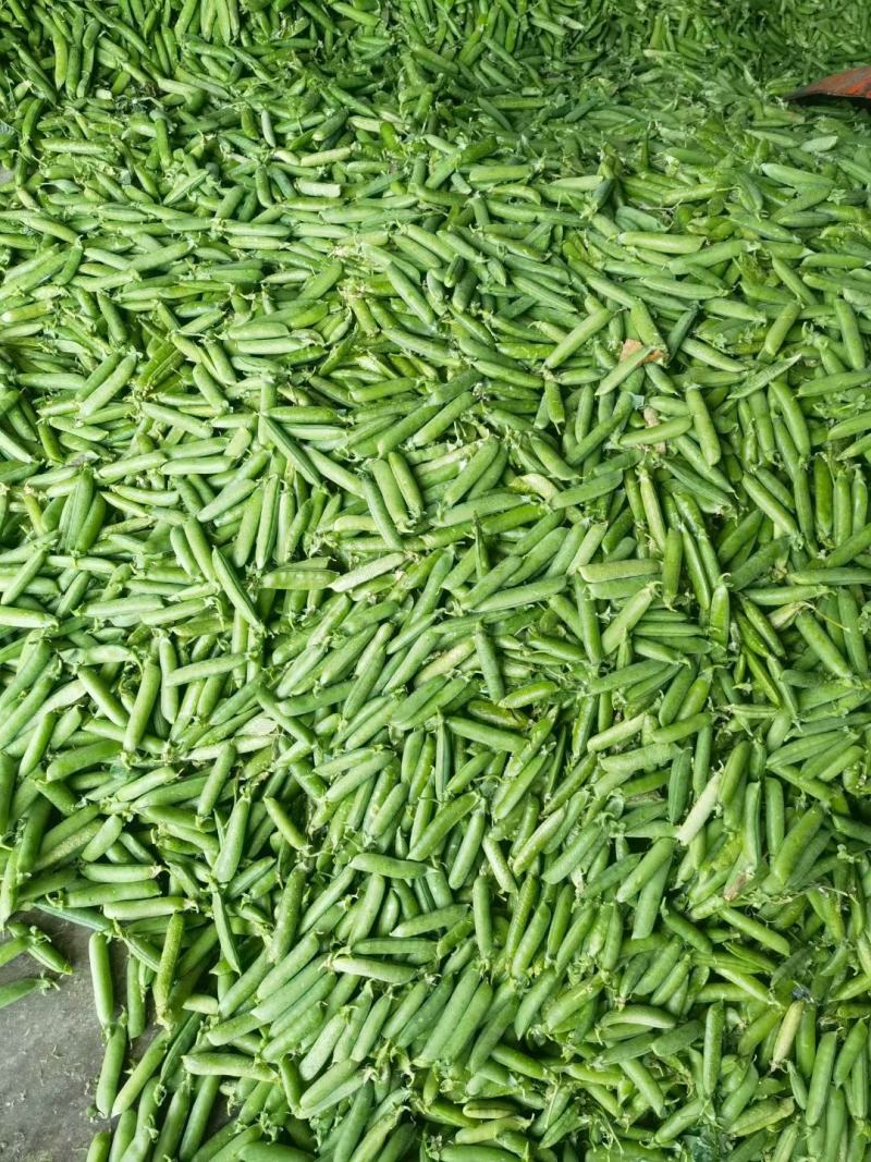 湖北省襄阳市襄州区豌豆荚马上开卖，质量保证，信誉第一