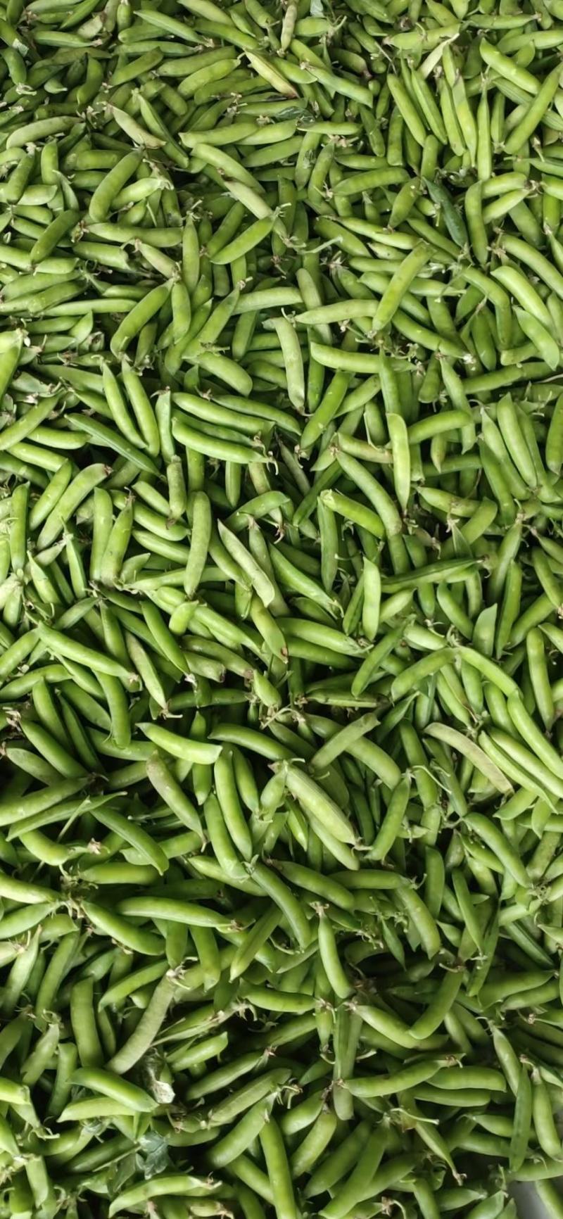 湖北省襄阳市襄州区豌豆荚马上开卖，质量保证，信誉第一