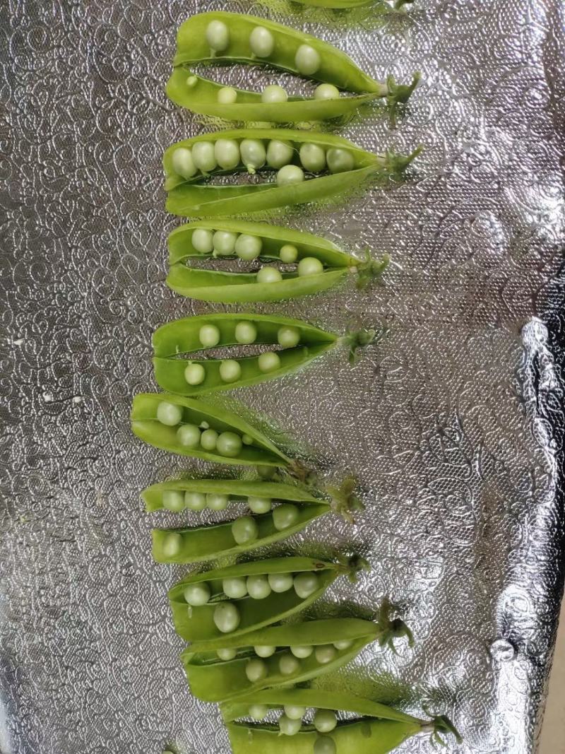 湖北省襄阳市襄州区豌豆荚马上开卖，质量保证，信誉第一