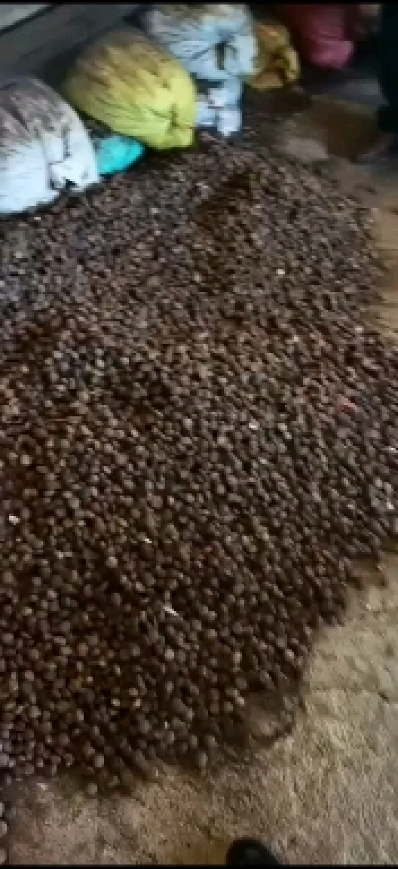 油桐苗