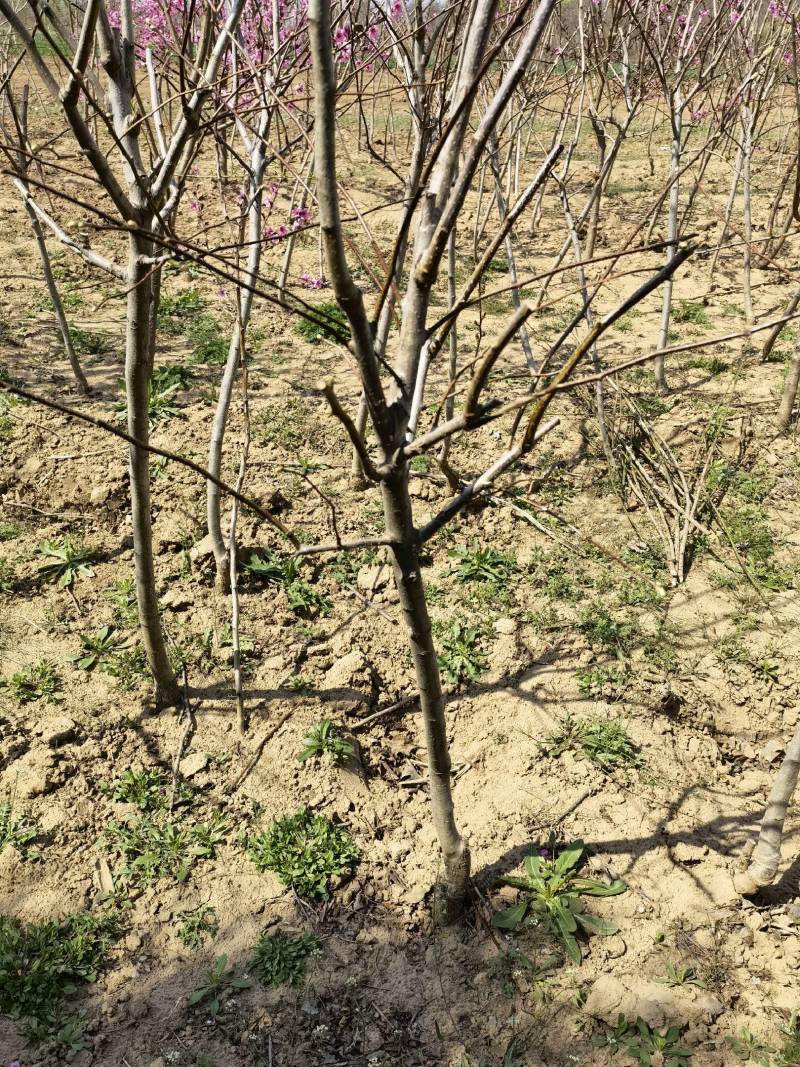 3公分的山楂树，4公分山楂树，5公分山楂树基地直销价格优