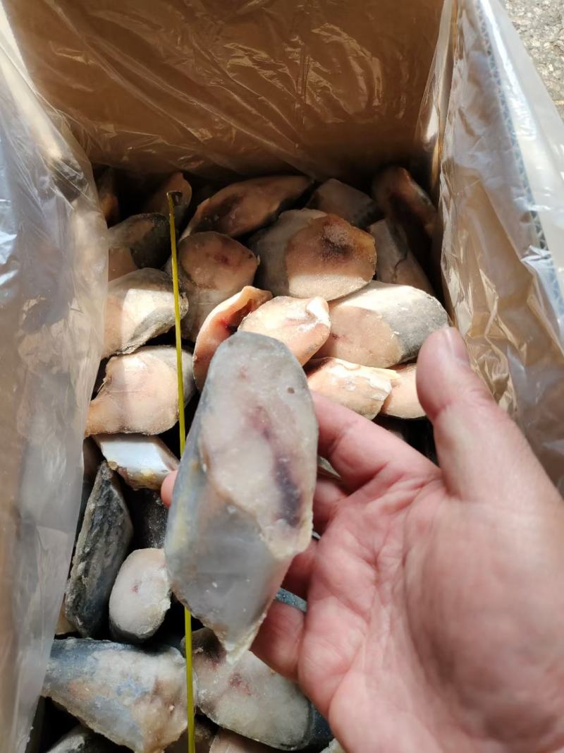 鲅鱼段，一箱十斤，保护冰衣，食堂快餐自助餐用都可以