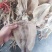 鱿鱼干纯肉淡干带头无头鱿鱼干