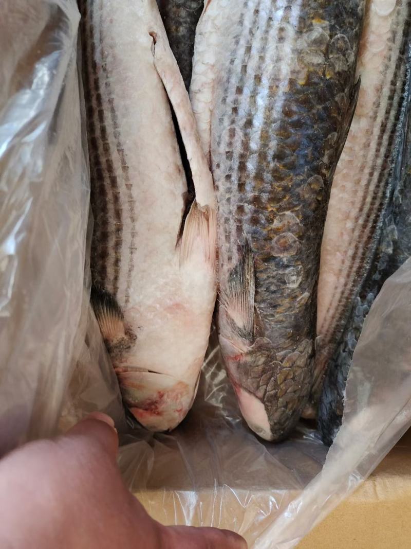 鲻鱼，一箱19斤净鱼，大概6/8条，适合市场可以加工用