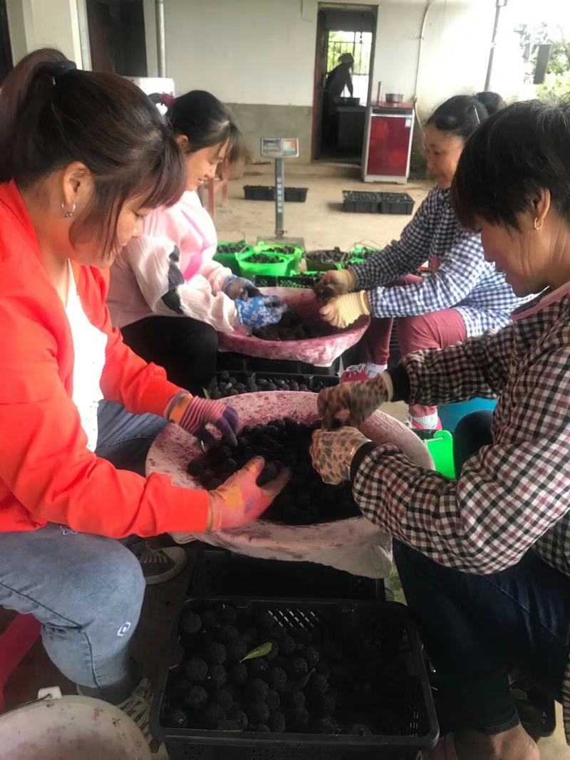 个大汁甜石屏大杨梅