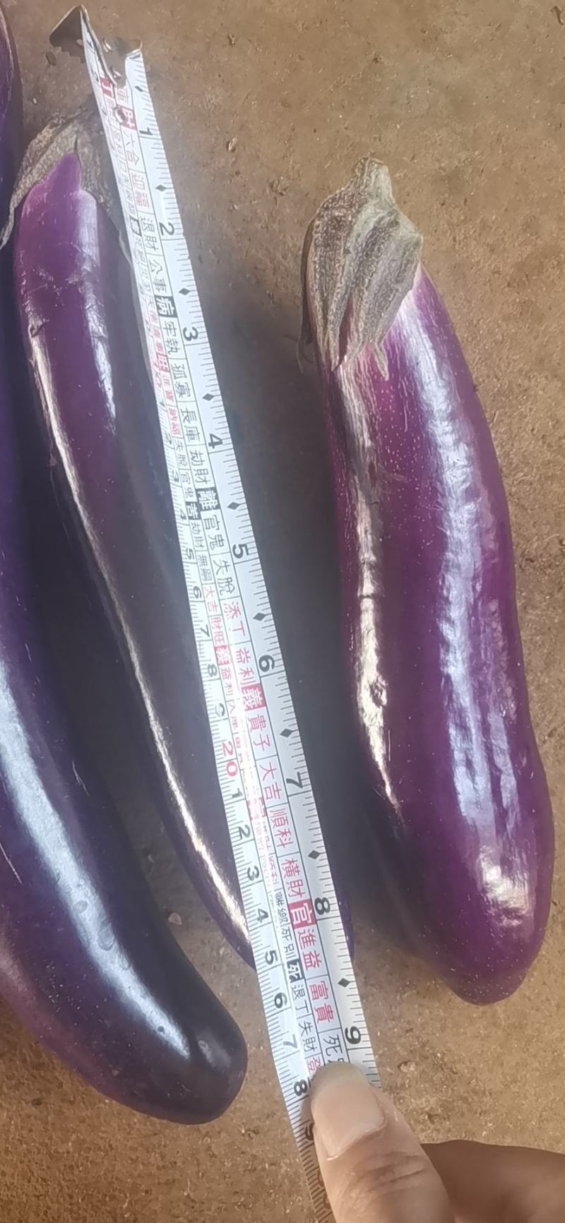 【精品】广东茄子长茄货源充足大量上市价格合适产地直发