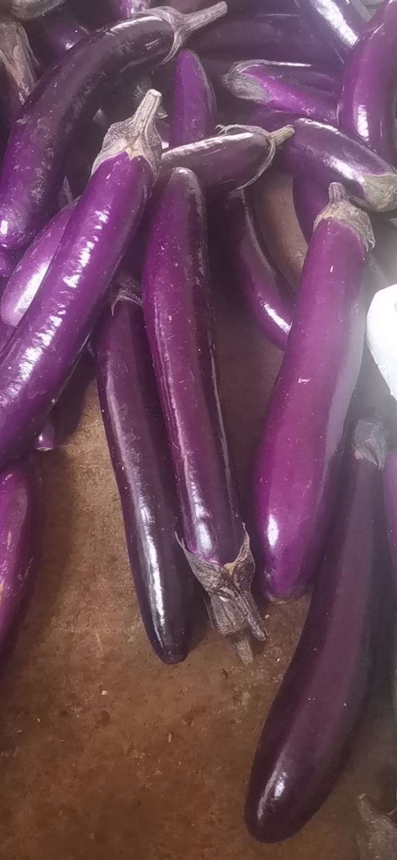 【精品】广东茄子长茄货源充足大量上市价格合适产地直发
