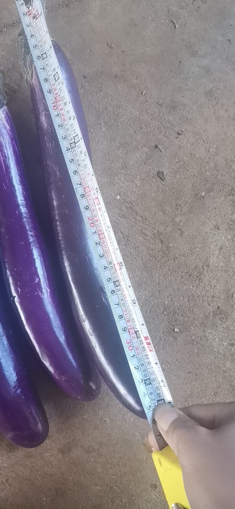 【精品】广东茄子长茄货源充足大量上市价格合适产地直发