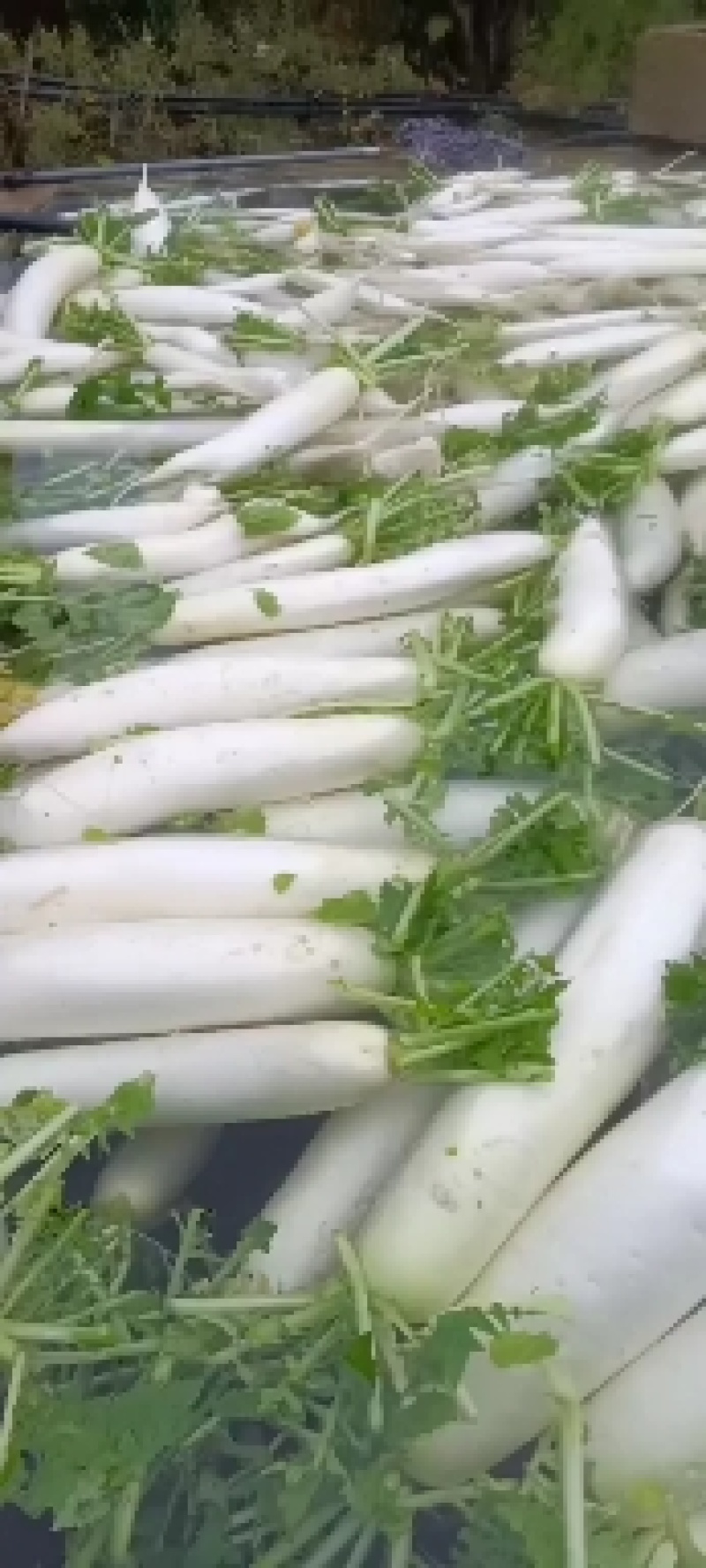 云南寻甸精品新鲜白萝卜，产地直供高原生态特色