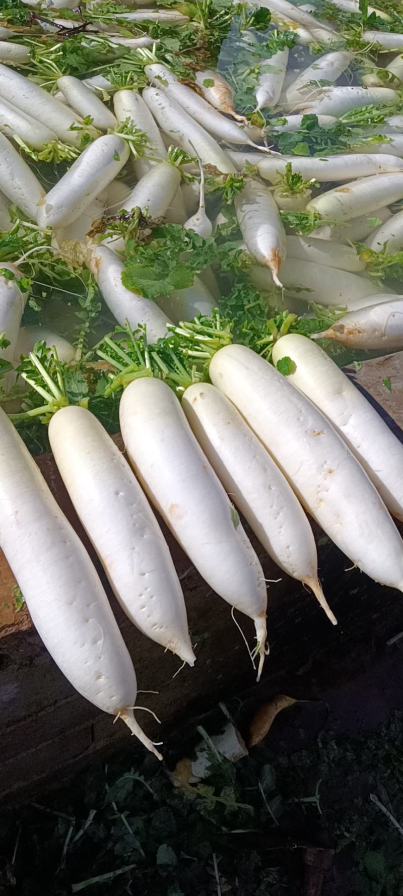 云南寻甸精品新鲜白萝卜，产地直供高原生态特色