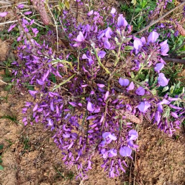 葛花菜