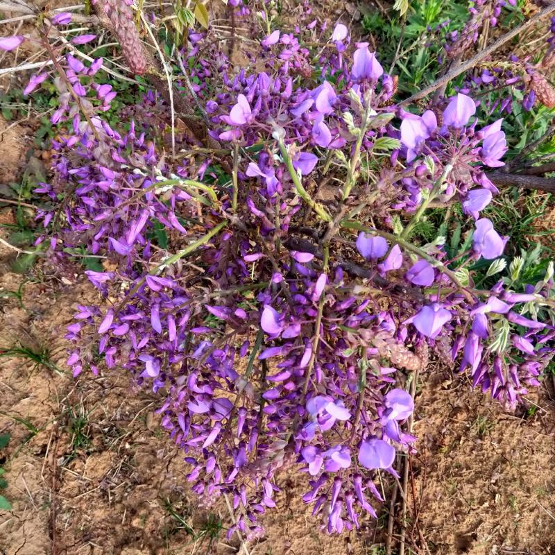 葛花菜