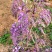 葛花菜