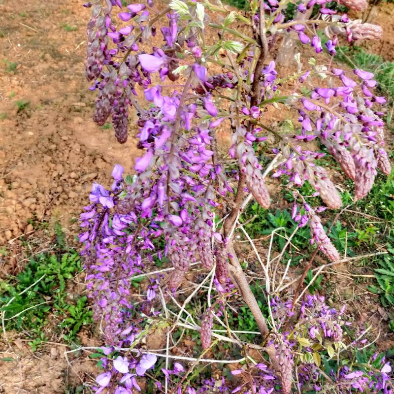 葛花菜