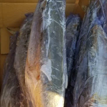 1/1.5斤，次鲅鱼，大量有货各种规格次鲅鱼好鲅鱼都有
