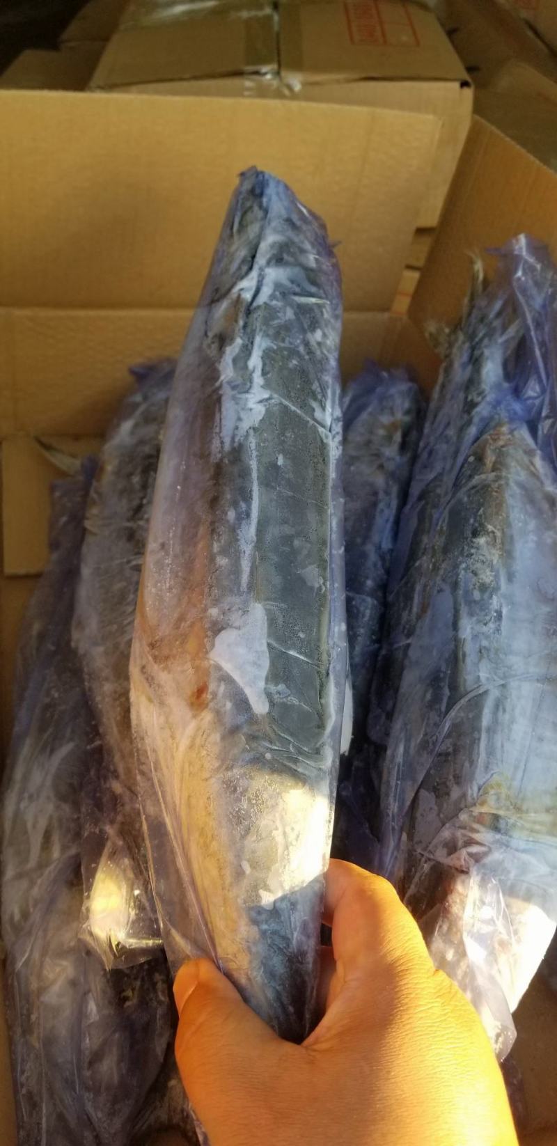 1/1.5斤，次鲅鱼，大量有货各种规格次鲅鱼好鲅鱼都有