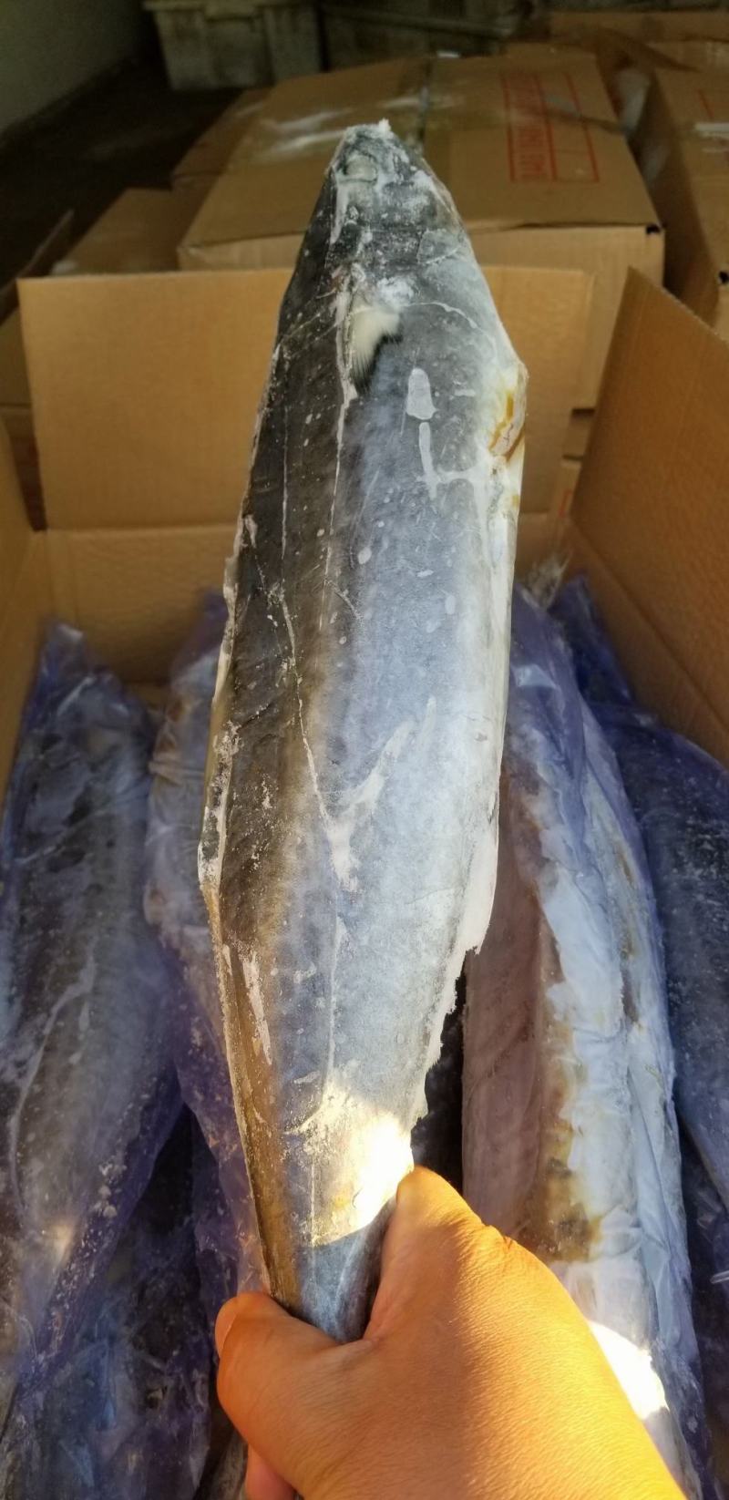 1/1.5斤，次鲅鱼，大量有货各种规格次鲅鱼好鲅鱼都有