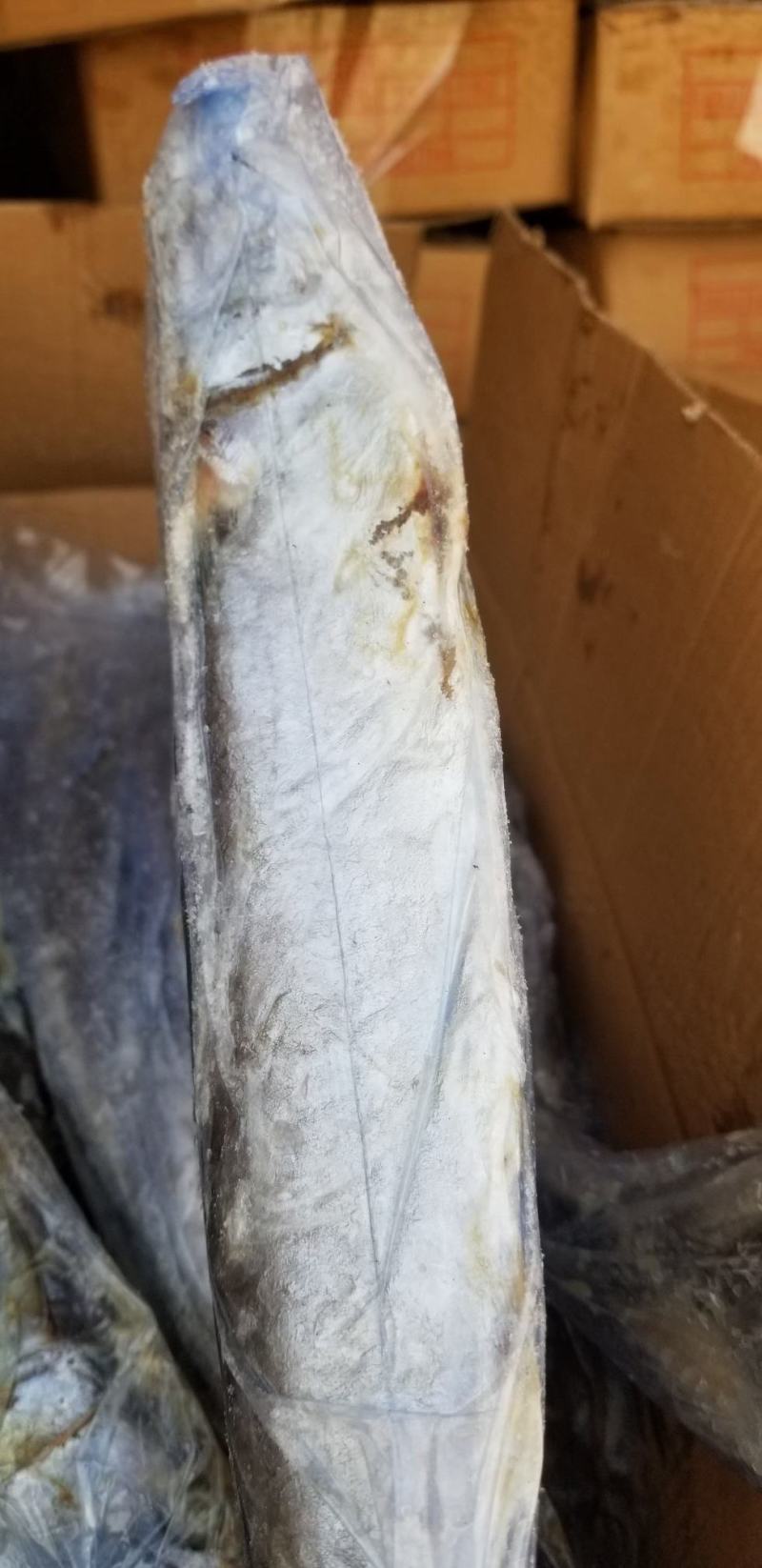 1/1.5斤，次鲅鱼，大量有货各种规格次鲅鱼好鲅鱼都有
