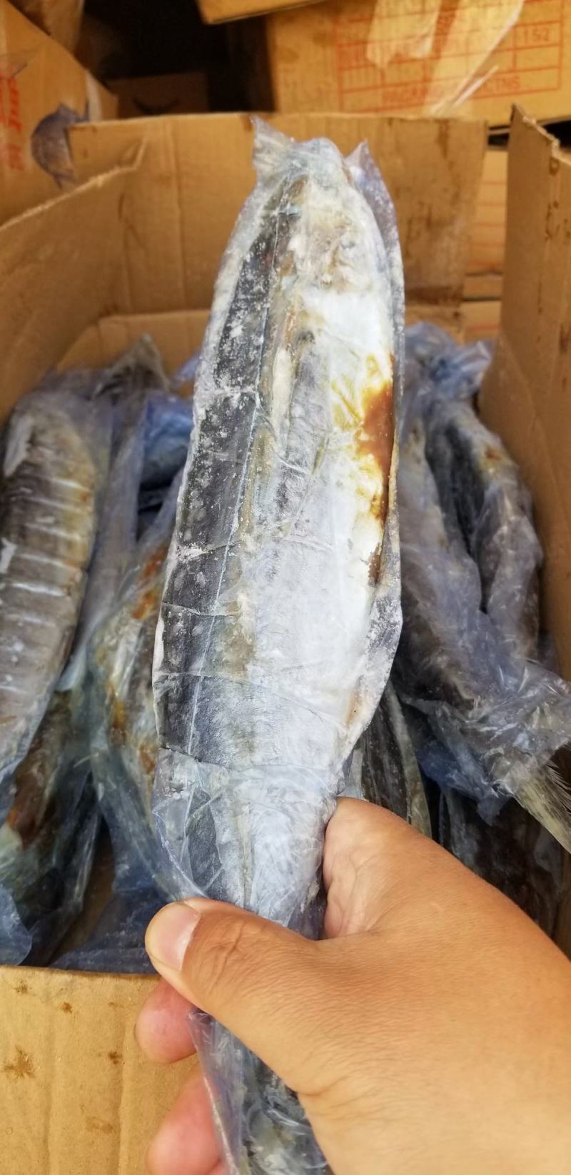 1/1.5斤，次鲅鱼，大量有货各种规格次鲅鱼好鲅鱼都有