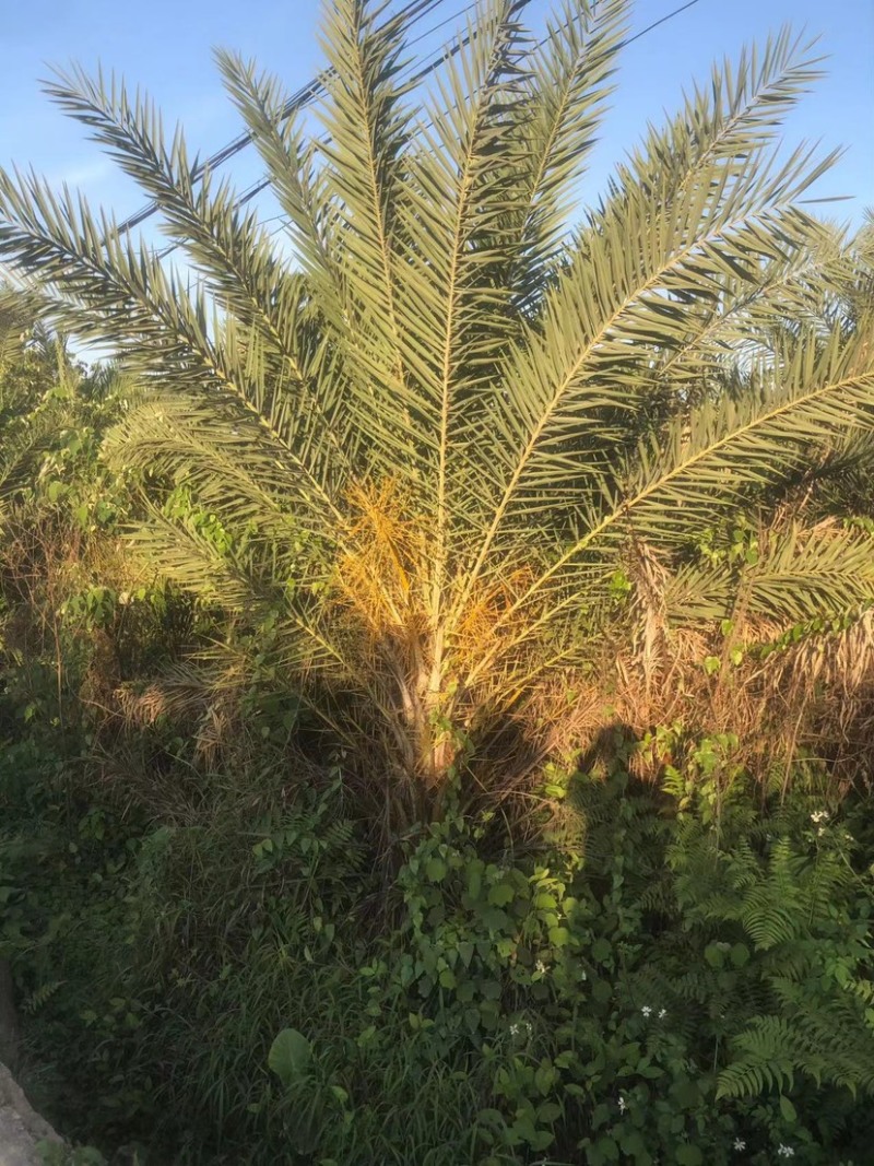 中东海枣银海枣棕榈树漳州主产区大量现货供应批发价格便宜