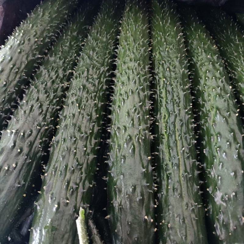 白银精品黄瓜，当天现摘，青皮绿心，条直短把，干花带刺。