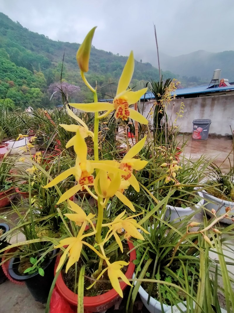 开花，惠，一杆多花，清香怡人，放在客厅里，香气怡人