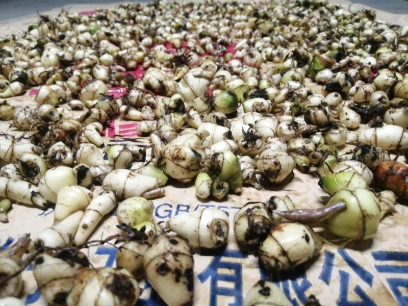 毛慈菇鲜货纯野生毛慈菇野生中药材需要的老板联系