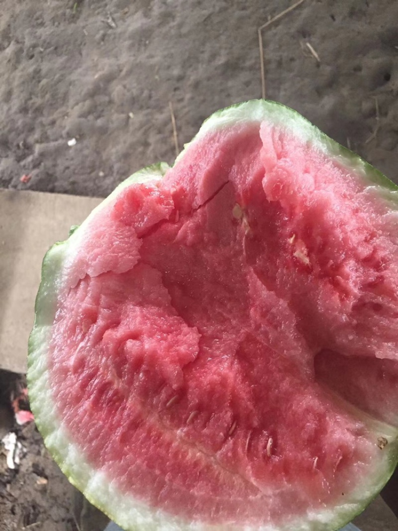 美都西瓜大量上市，大棚种植，基地直供，精品美都西瓜