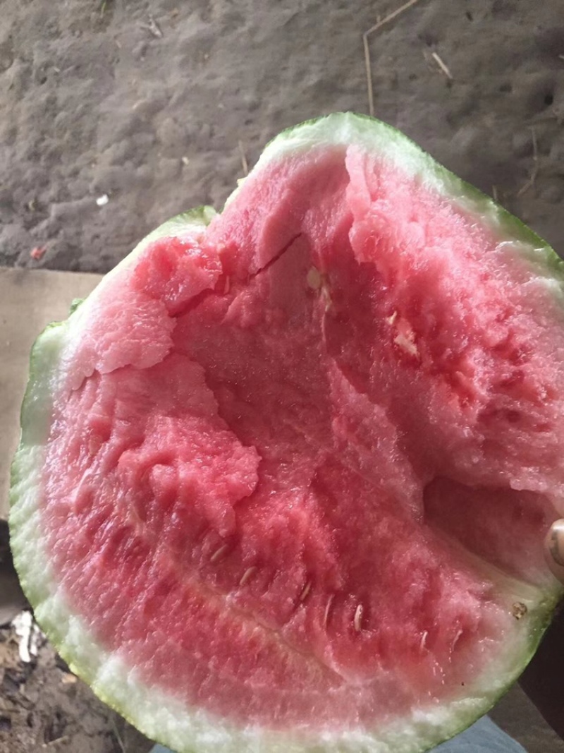 美都西瓜大量上市，大棚种植，基地直供，精品美都西瓜