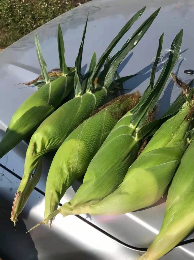 广东湛江产地，太阳花系列，小花糯玉米，大花糯玉米，超甜玉