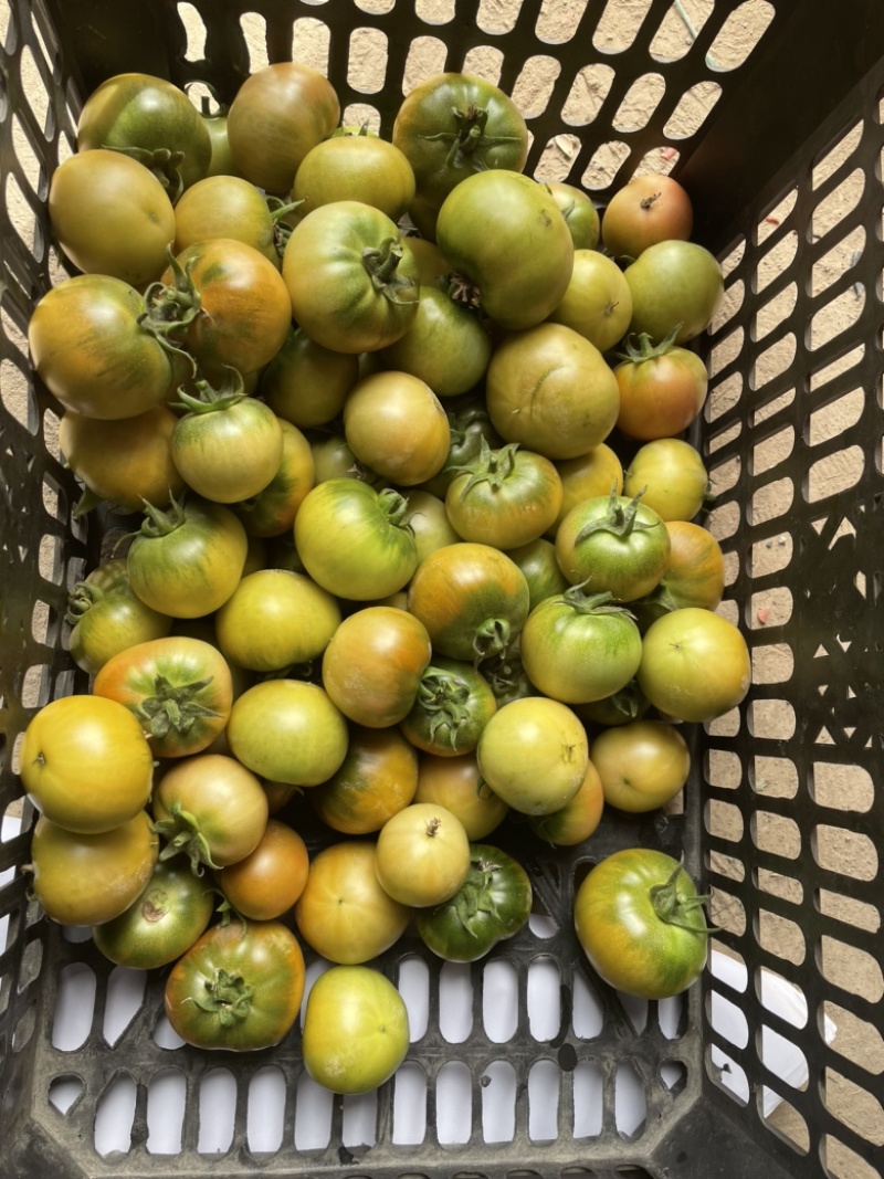 草莓番茄（糖度8度以上，大型基地，常年供应）