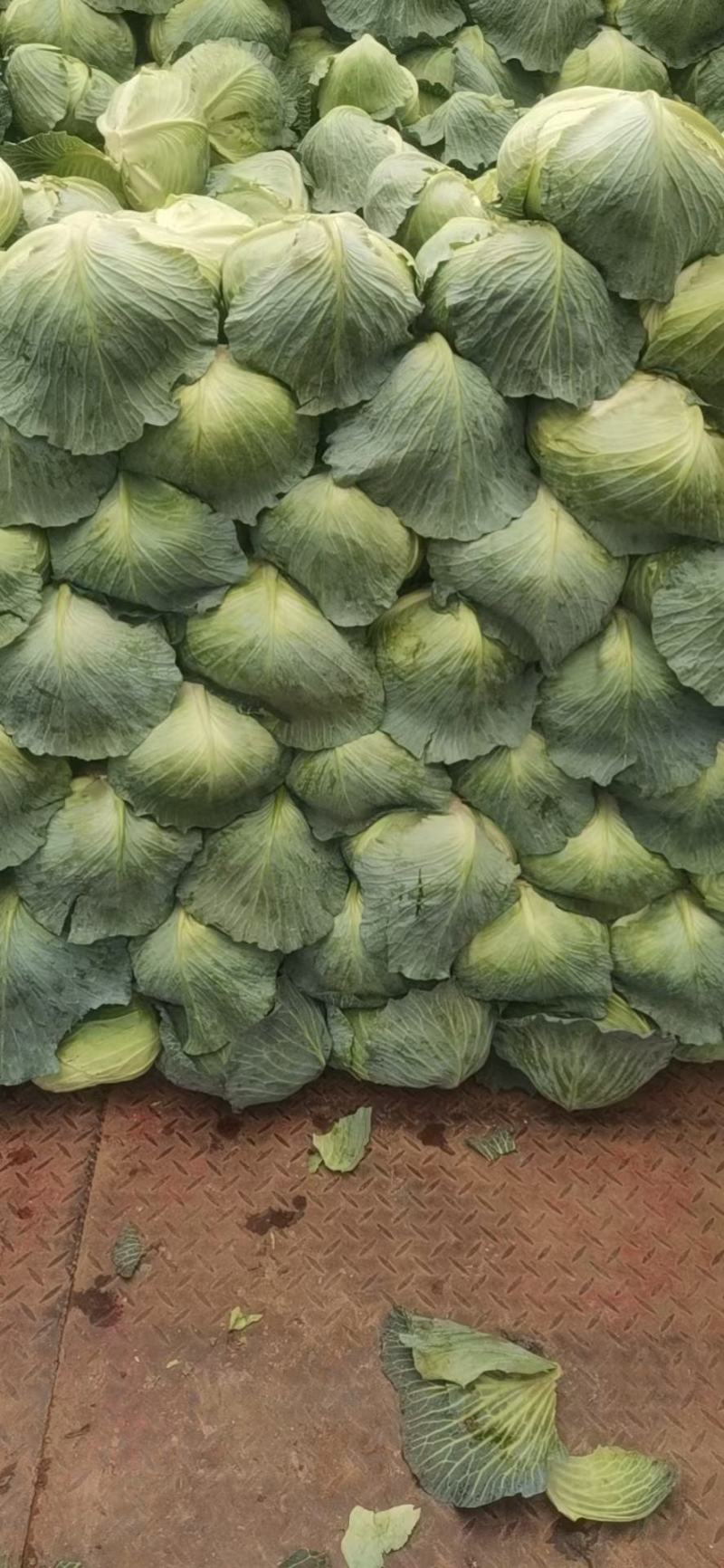靓包菜，保质保量，供应优质包菜产地团队代办欢迎联系