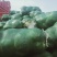 【有好货】大量供应优质包菜一手货源量大从优可实地考察