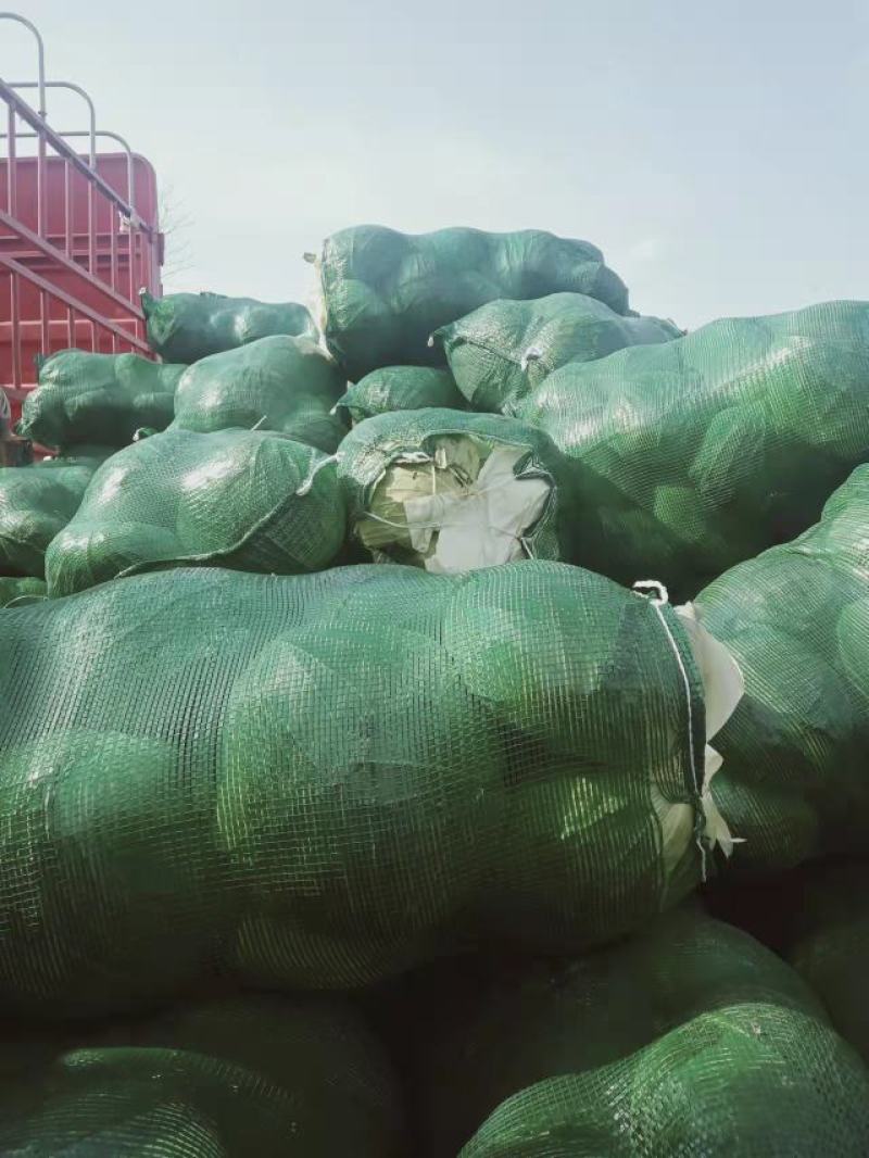 【有好货】大量供应优质包菜一手货源量大从优可实地考察