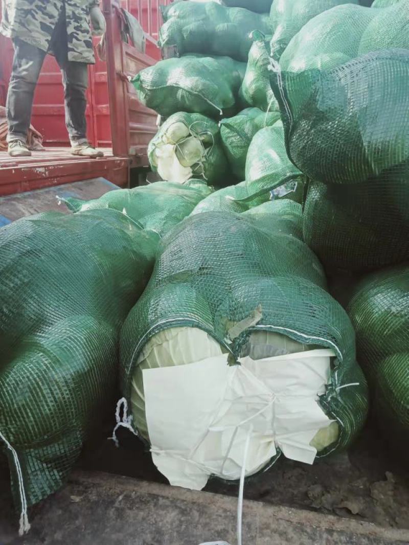 【有好货】大量供应优质包菜一手货源量大从优可实地考察