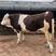 育肥公牛，西门塔尔牛，改良肉牛繁殖基地，全国包成活