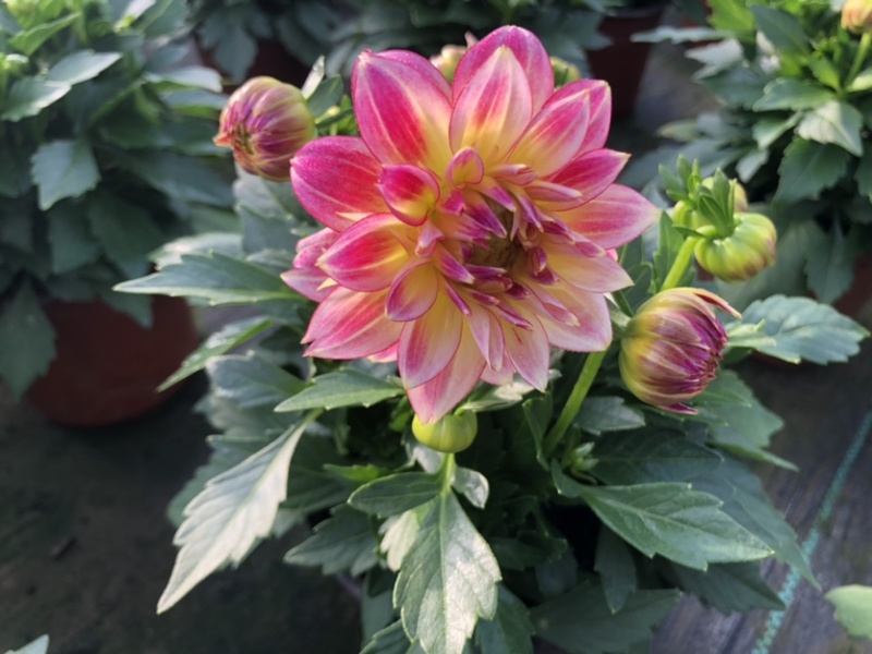 小丽花