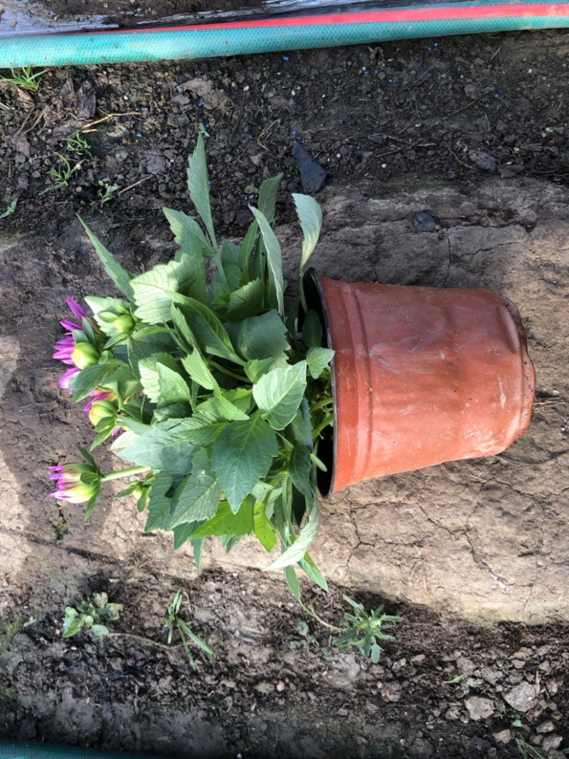 小丽花