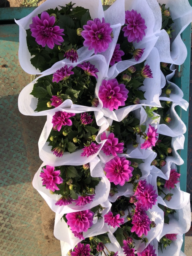 小丽花
