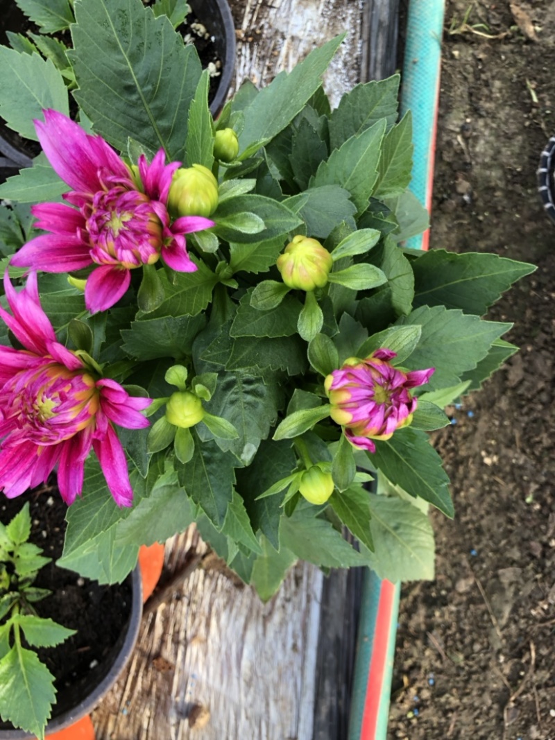 小丽花