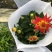 小丽花