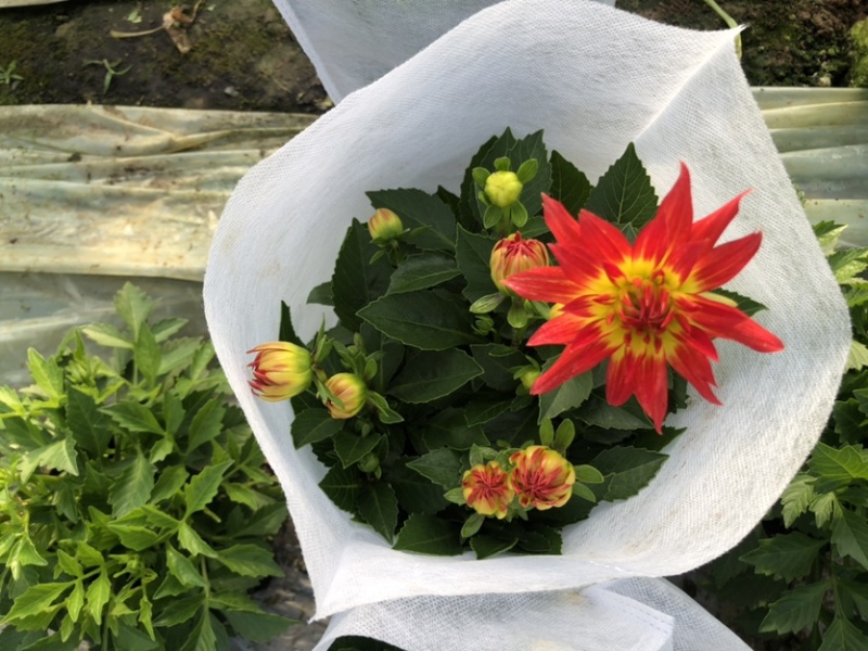 小丽花