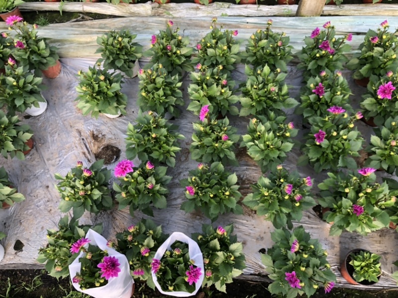 小丽花