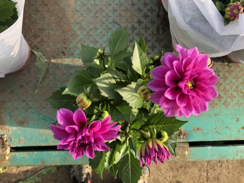 小丽花