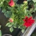 小丽花