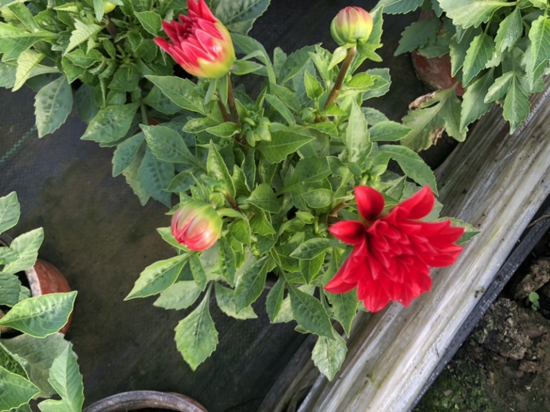 小丽花