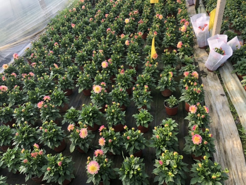 小丽花